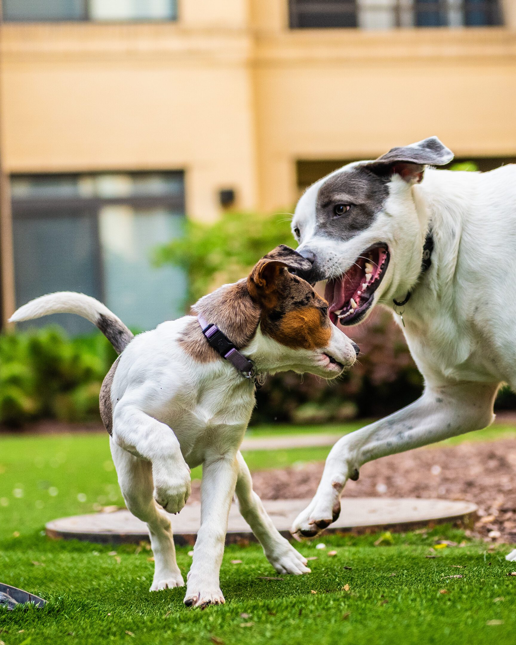 Two playful dogs frolicking on grass.