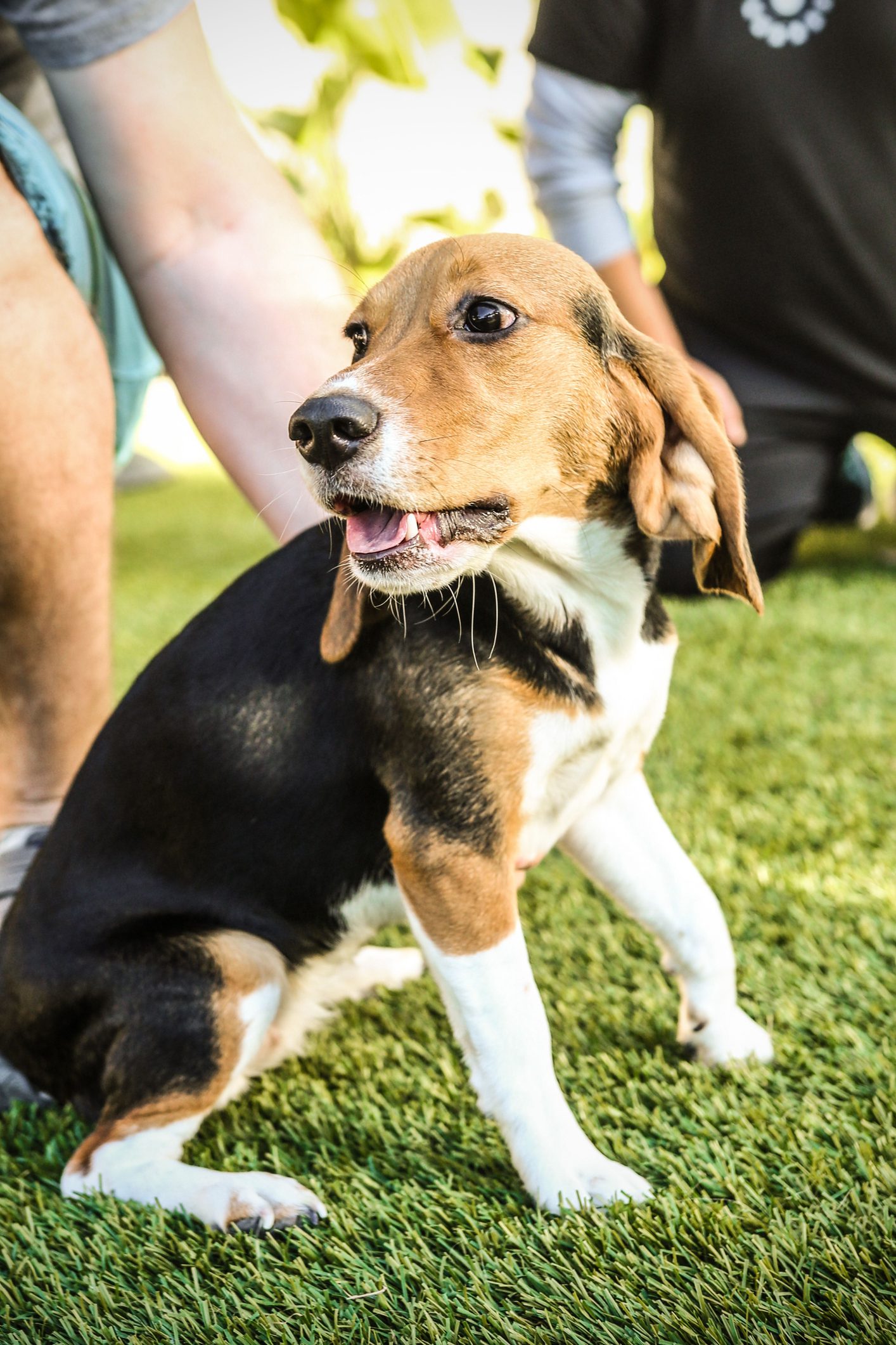 Beagle puppy sitting on green grass.