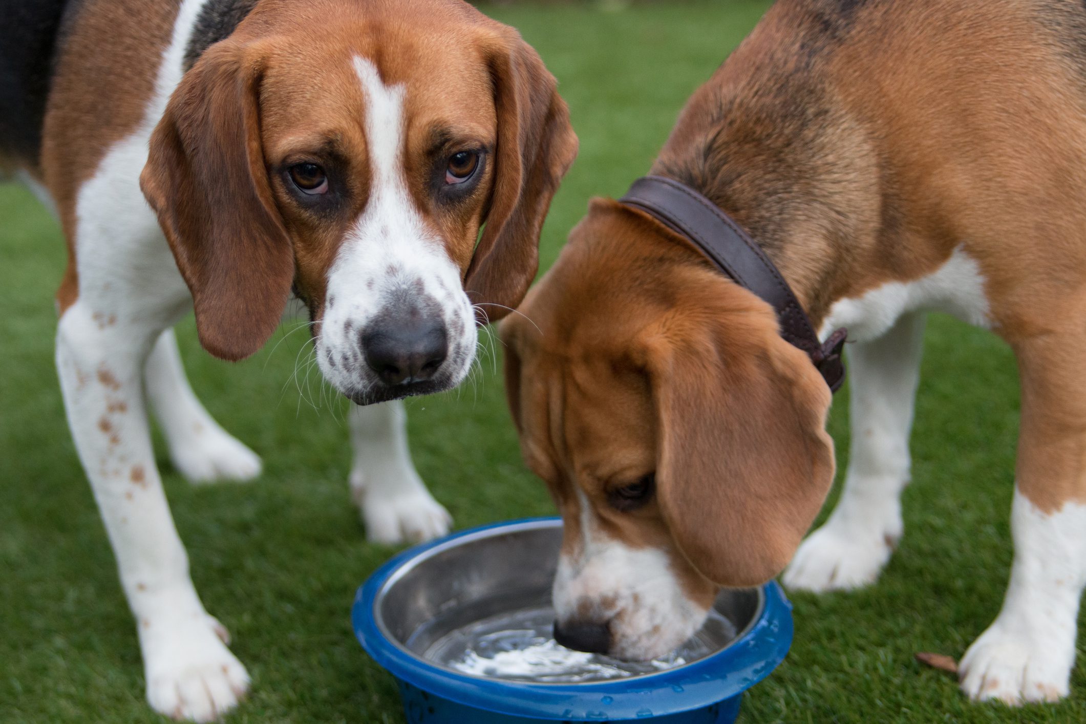 Two beagles drinking from a bowl.