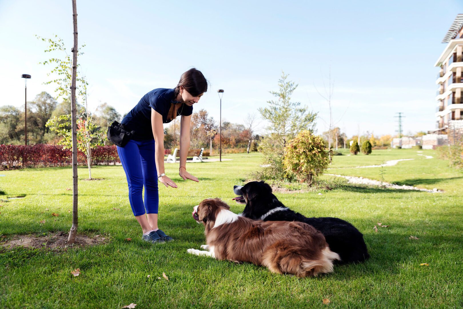 Person training two dogs in park.