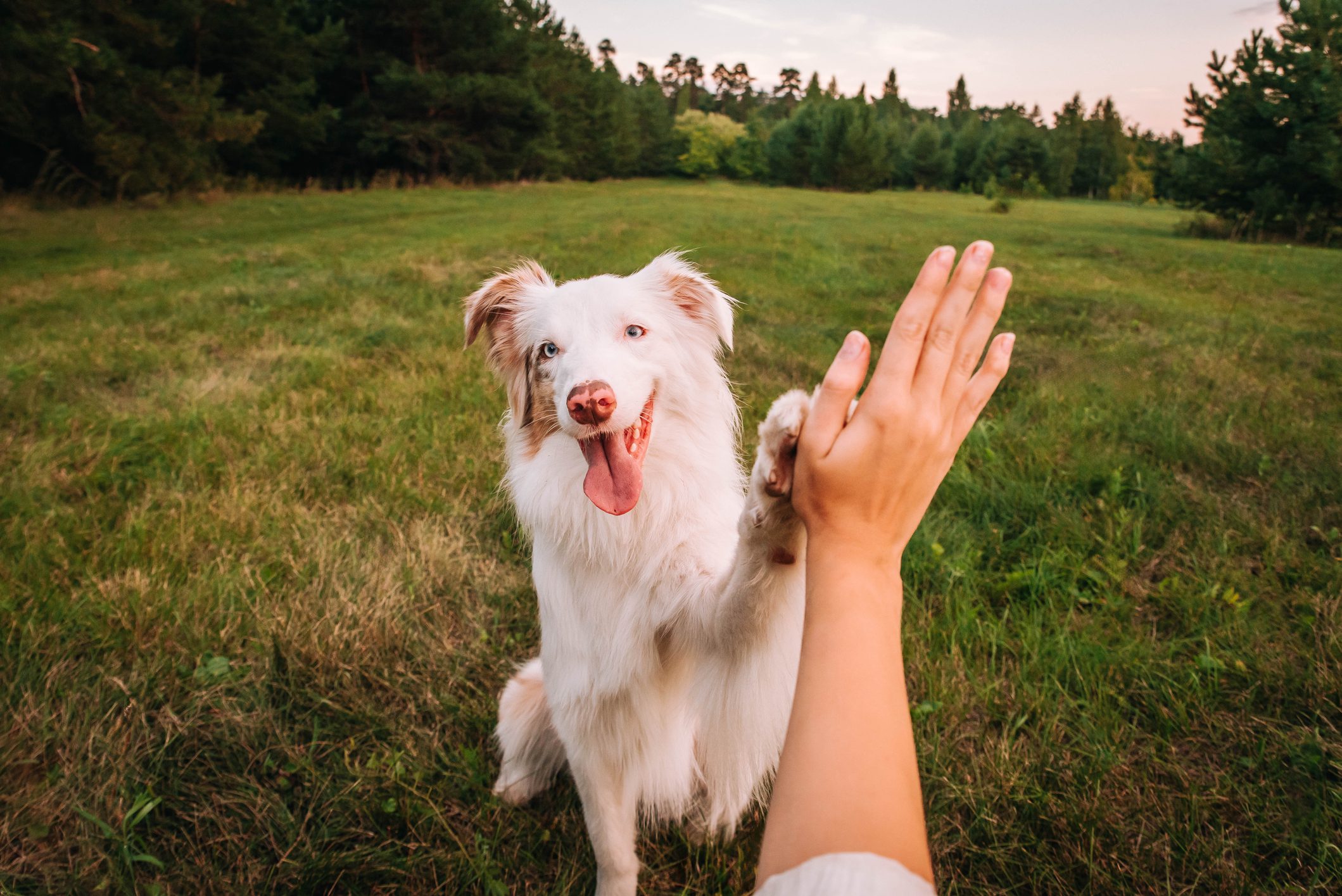Dog high-fiving person in grassy field.