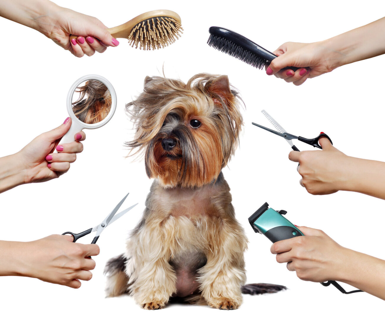 Yorkshire Terrier surrounded by grooming tools.