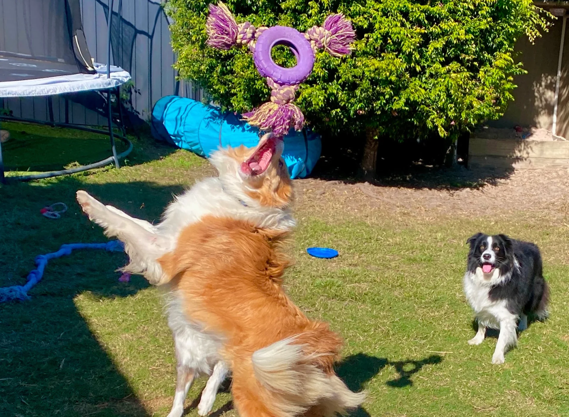 Dogs playing with a toy in backyard.