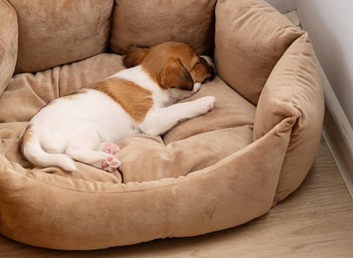 Puppy sleeping in a cozy dog bed.