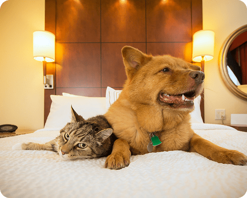 A dog and a cat relaxing together on a bed.