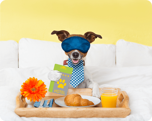 Dog in a tie and sleep mask enjoying breakfast in bed.