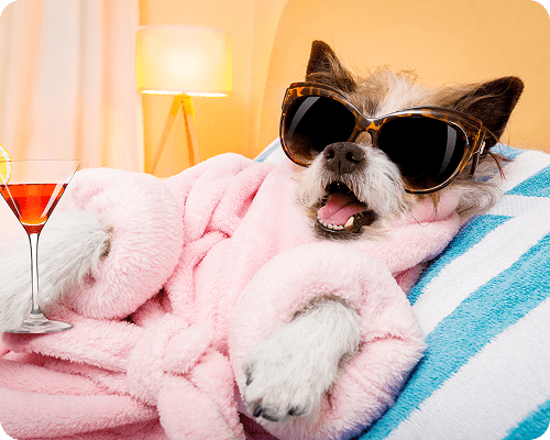 A dog in sunglasses and a pink robe lounging indoors.